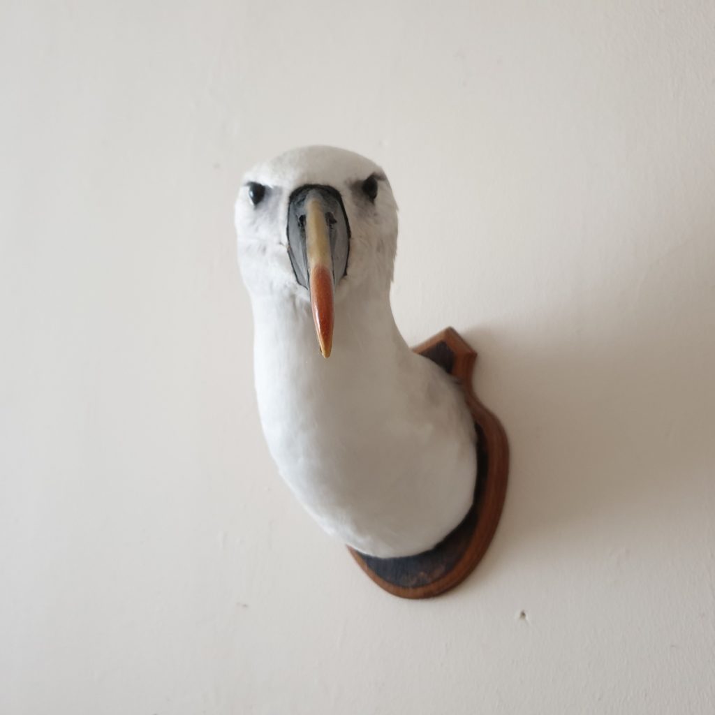 Albatross head mount