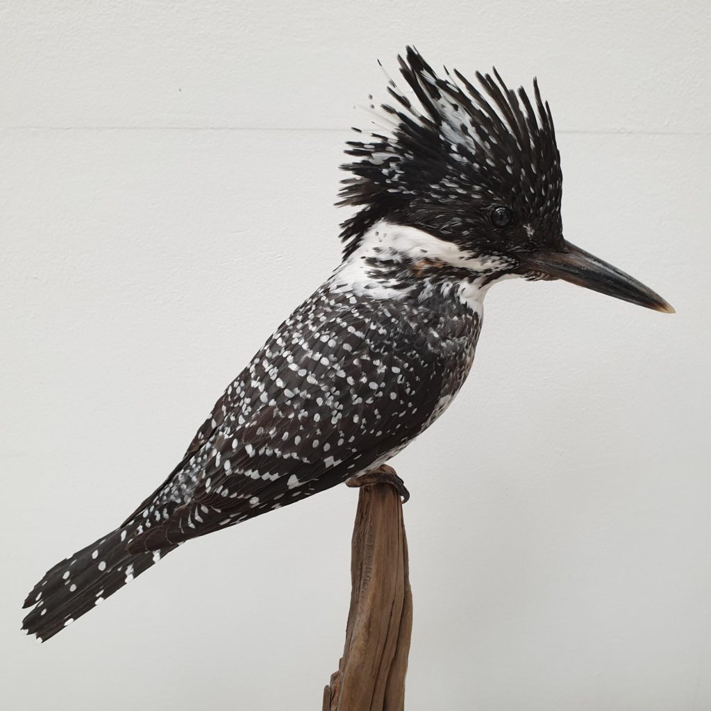 Chinese crested kingfisher male