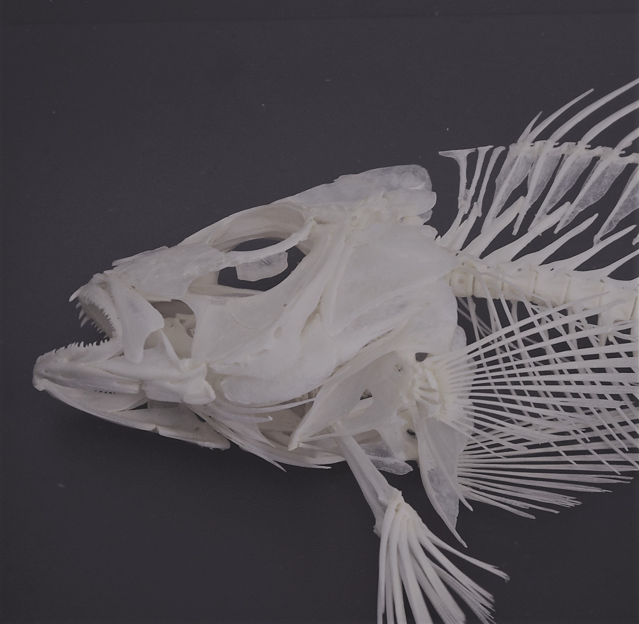 Lane snapper skeleton Bespoke Taxidermy