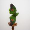Red-lored amazon parrot