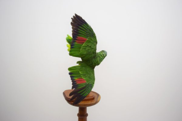 Red-lored amazon parrot