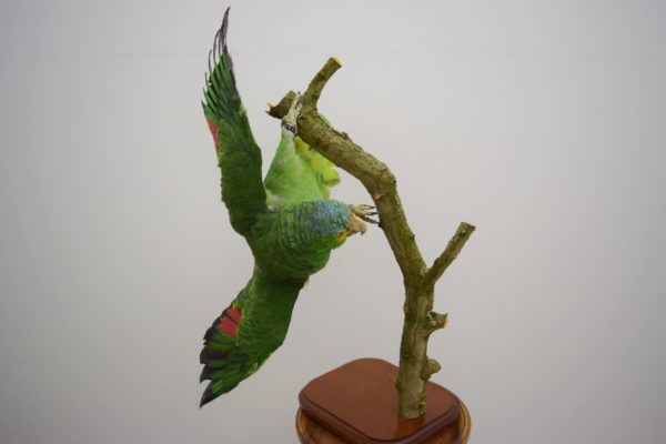 Red-lored amazon parrot