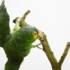 Red-lored amazon parrot
