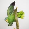 Red-lored amazon parrot