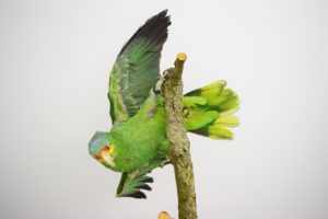 Red-lored amazon parrot