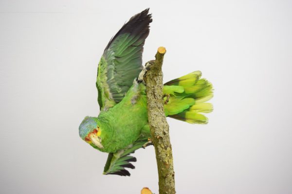 Red-lored amazon parrot