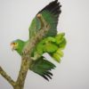 Red-lored amazon parrot