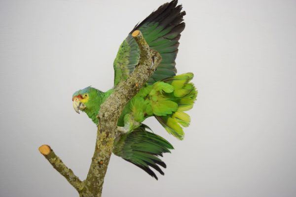 Red-lored amazon parrot