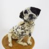 Dalmation dog puppy