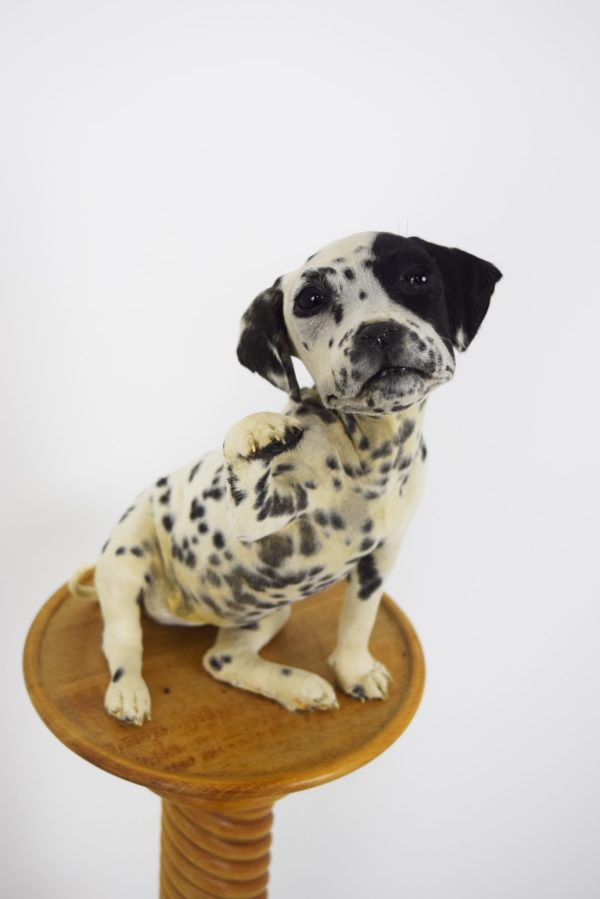 Dalmation dog puppy