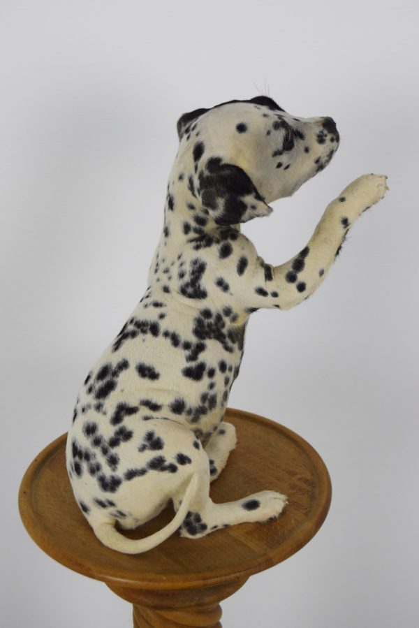 Dalmation dog puppy