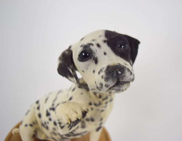 Dalmation dog puppy