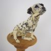 Dalmation dog puppy