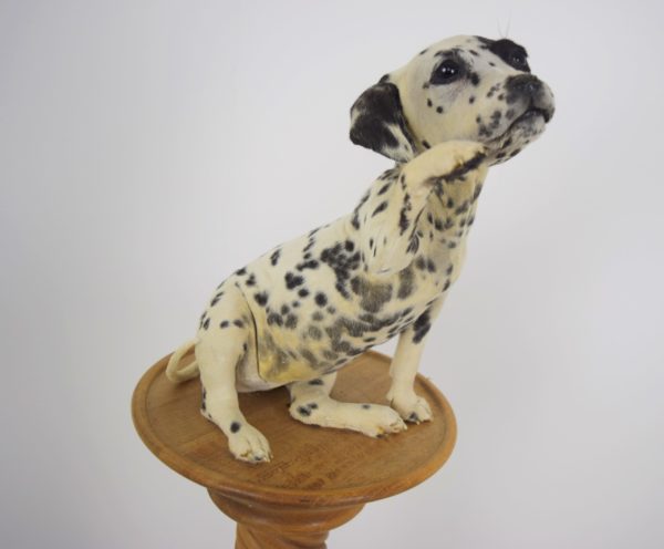 Dalmation dog puppy