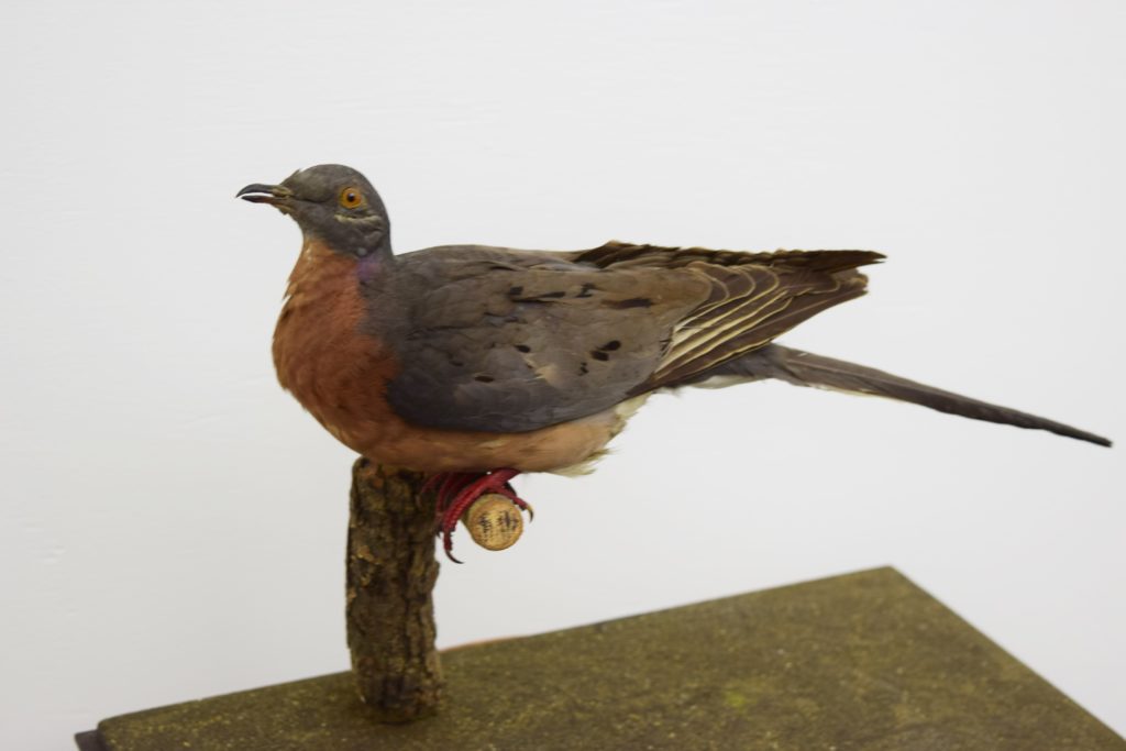 Extinct Bespoke Taxidermy