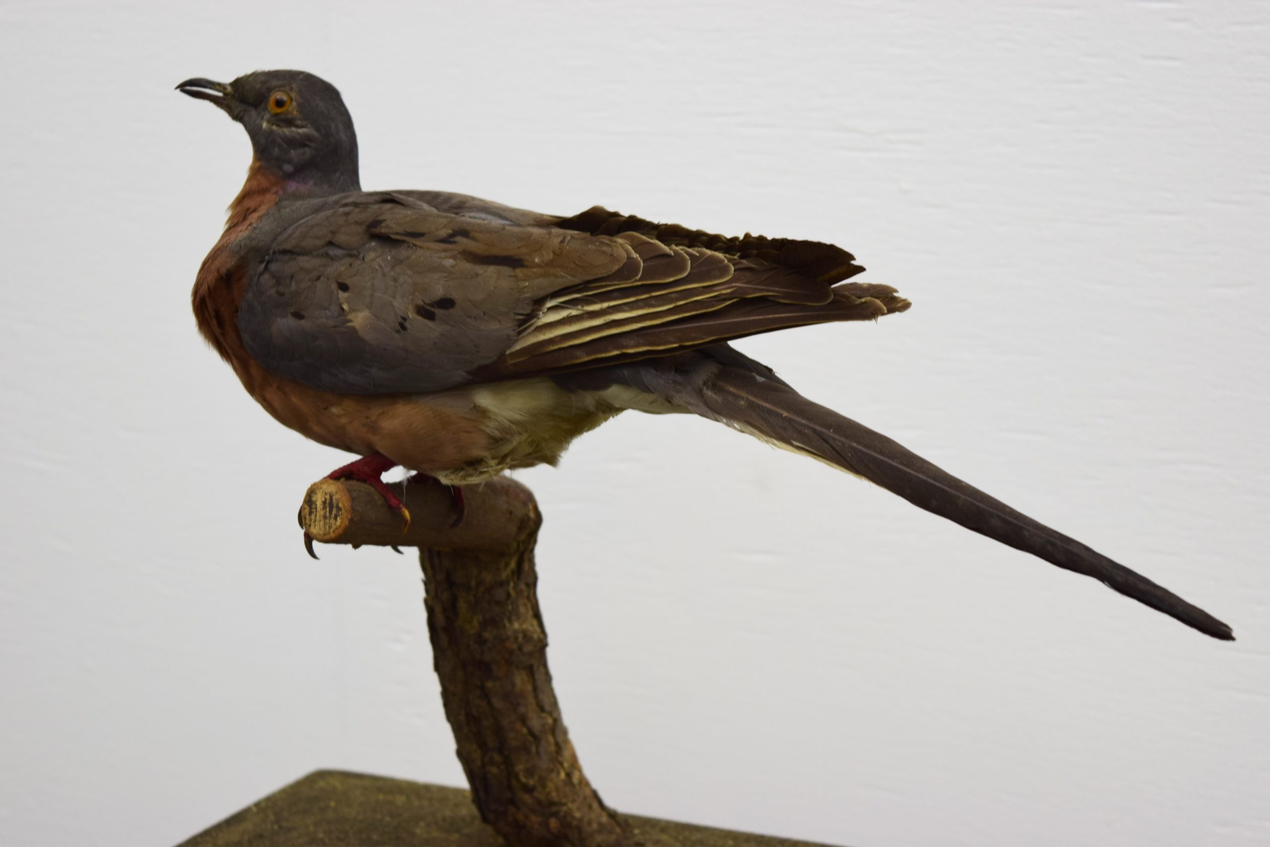 Domestic pigeon picture