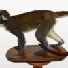 Spot-nosed guenon monkey