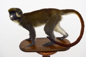 Spot-nosed guenon monkey