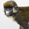 Spot-nosed guenon monkey
