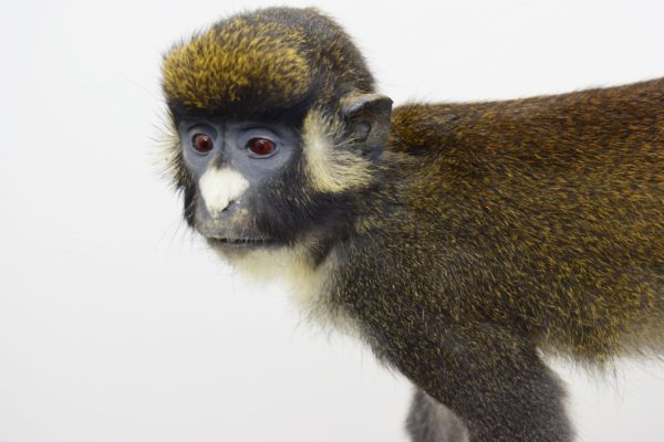 Spot-nosed guenon monkey