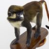Spot-nosed guenon monkey
