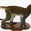 Spot-nosed guenon monkey