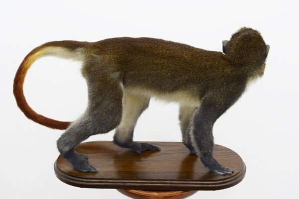 Spot-nosed guenon monkey