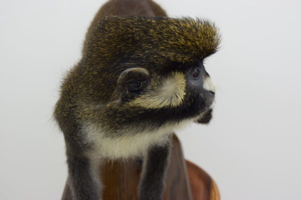 Spot-nosed guenon monkey