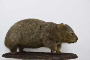 Common wombat