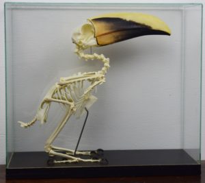 Swainson's toucan