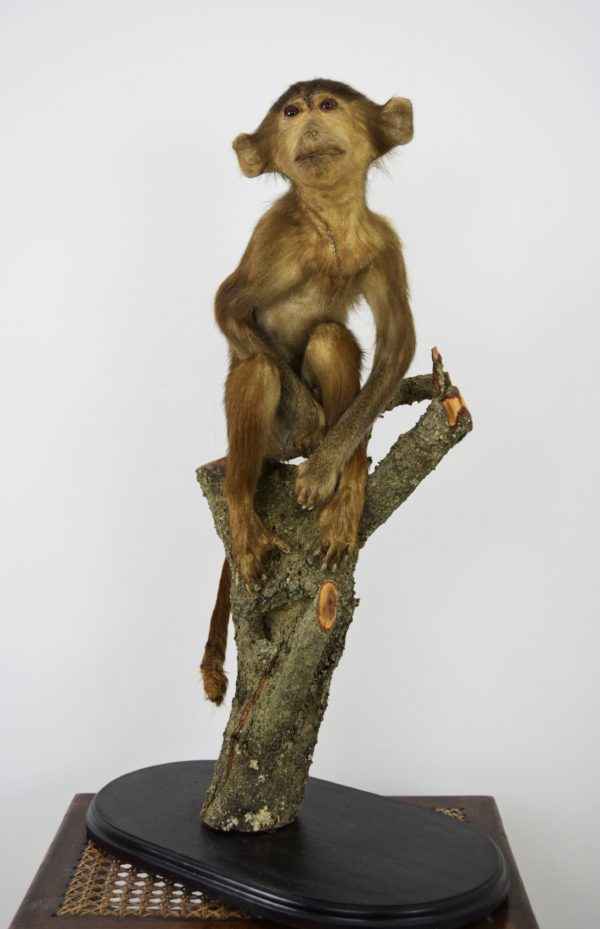 Hamadryas baboon