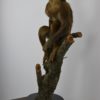 Hamadryas baboon