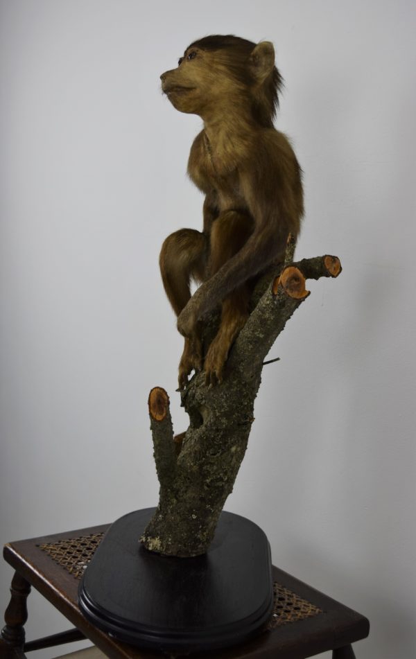 Hamadryas baboon