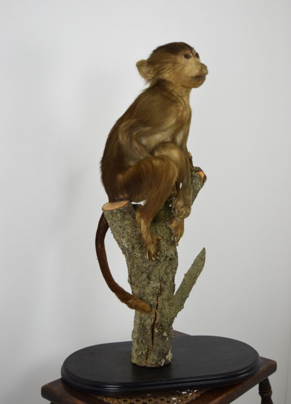 Hamadryas baboon