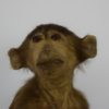 Hamadryas baboon
