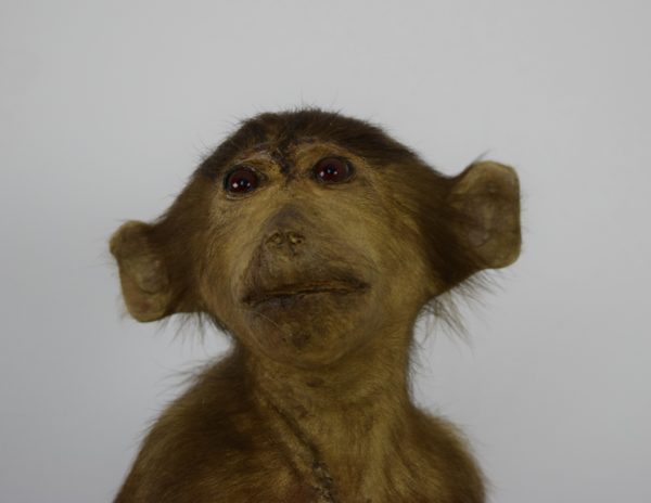 Hamadryas baboon