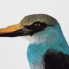Blue-breasted kingfisher