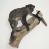 Blue monkey