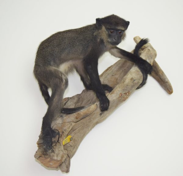 Blue monkey