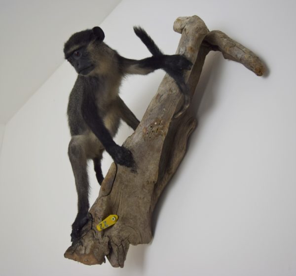 Blue monkey