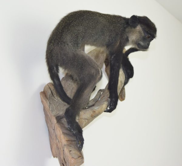 Blue monkey