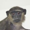 Blue monkey