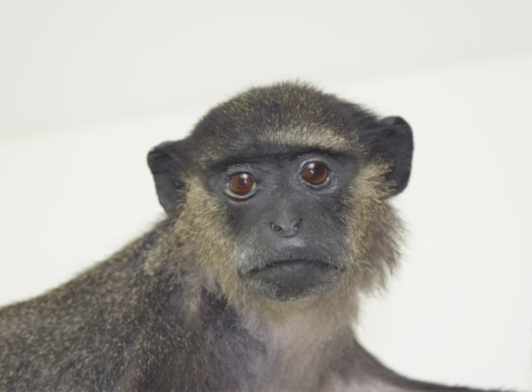 Blue monkey