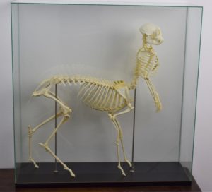 Centaur