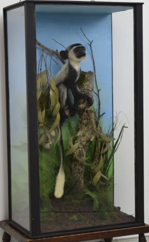 Black & white colobus monkey