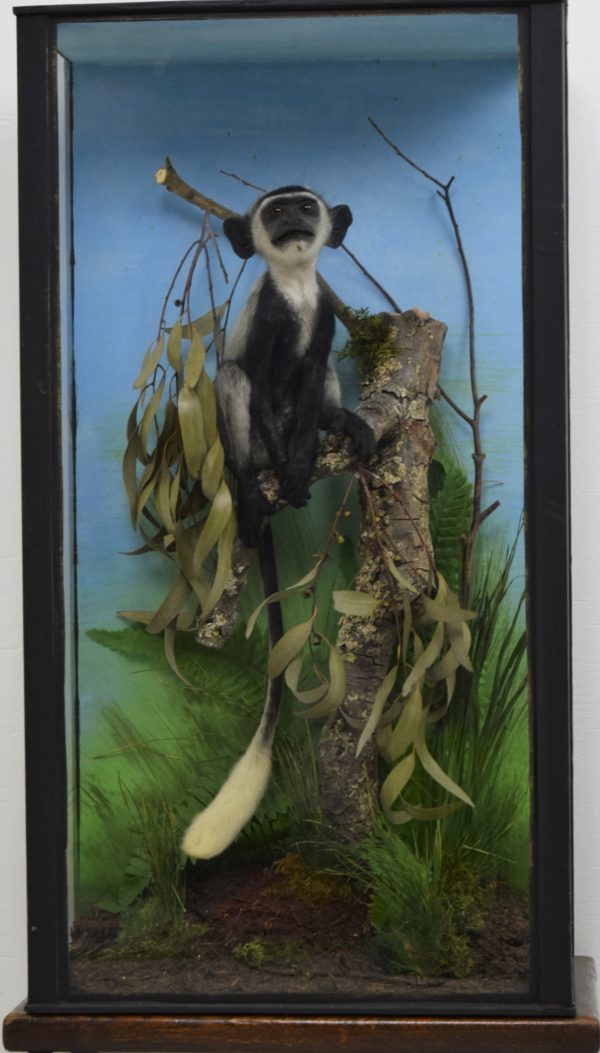 Black & white colobus monkey