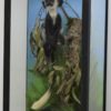 Black & white colobus monkey