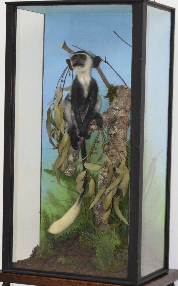 Black & white colobus monkey