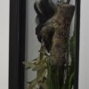 Black & white colobus monkey