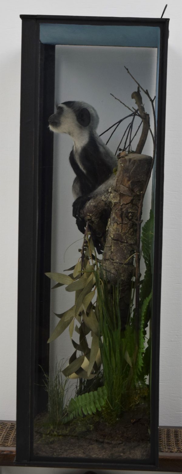 Black & white colobus monkey
